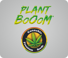 Plant BoOoM Cannabis-Samen