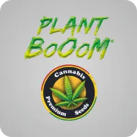 Plant BoOoM Cannabis-Samen