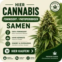Cannabissamen Feminisiert