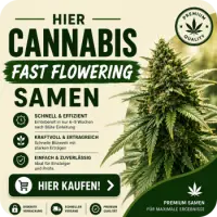 Cannabissamen Fast Flowering