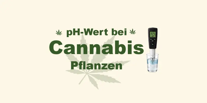 pH-Wert bei Cannabispflanzen – Der ultimative Ratgeber für gesunde Pflanzen und maximale Erträge - pH-Wert bei Cannabis: Der perfekte Wert für Erde &amp; Hydro