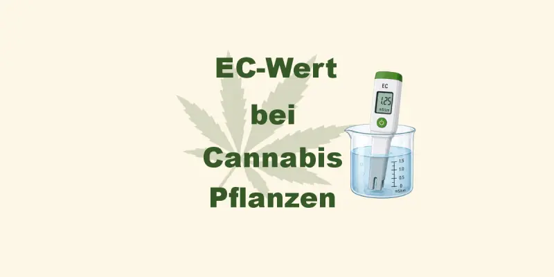EC-Wert bei Cannabis – Der ultimative Ratgeber für die richtige Düngerdosierung - EC-Wert bei Cannabis – richtig messen &amp; verstehen