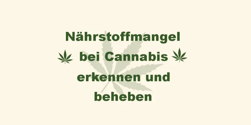 Nährstoffmangel bei Cannabis – Erkennen, deuten &amp; gezielt beheben - Nährstoffmangel bei Cannabis erkennen &amp; beheben | GrowNRW