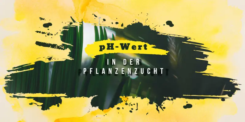 pH-Wert in der Pflanzenzucht – Warum er für gesunde Pflanzen so wichtig ist - pH-Wert in der Pflanzenzucht – richtig messen &amp; einstellen