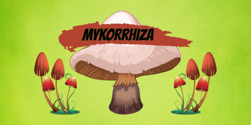 Die Magie von Mykorrhiza - Ein Zeitloses Netzwerk des Lebens - Die Magie von Mykorrhiza - Ein Zeitloses Netzwerk des Lebens