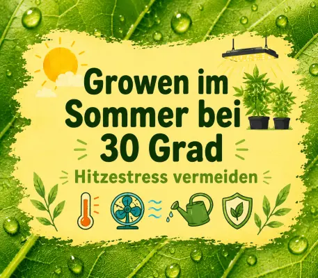 🌡️ Growen im Sommer bei 30 Grad - Growen bei 30 Grad – Tipps für Hitzeschutz &amp; Silicium