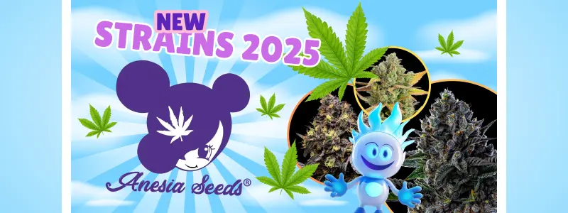 anesia-new-strains-2025