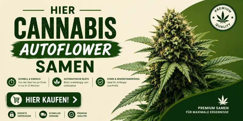 autoflower-cannabis-samen-kaufen
