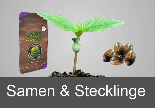 cannabis-samen-und-stecklinge