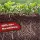 Plant BoOom - Myco-Rhiza BoOoM 100g