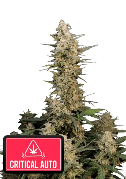 420 Fast Buds - Original Critical Auto - 3 Stk feminisiert