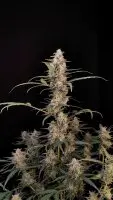 420 Fast Buds - Original Critical Auto - 3 Stk feminisiert