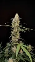 420 Fast Buds - Original Critical Auto - 3 Stk feminisiert
