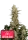 420 Fast Buds - Original Critical Auto - 3 Stk feminisiert