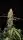 420 Fast Buds - Original Critical Auto - 3 Stk feminisiert
