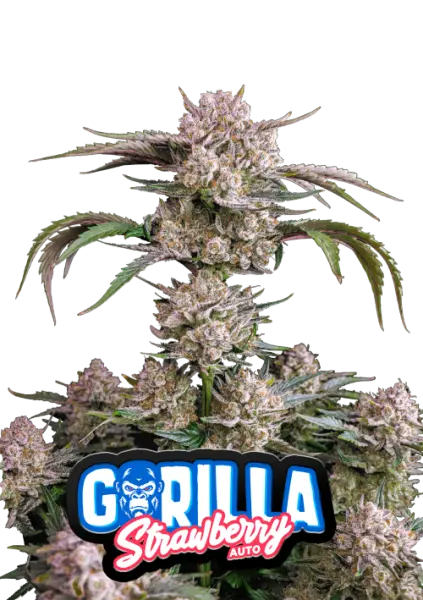 420 Fast Buds - Strawberry Gorilla Auto - 3 Stk feminisiert