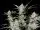 420 Fast Buds - Strawberry Gorilla Auto - 3 Stk feminisiert