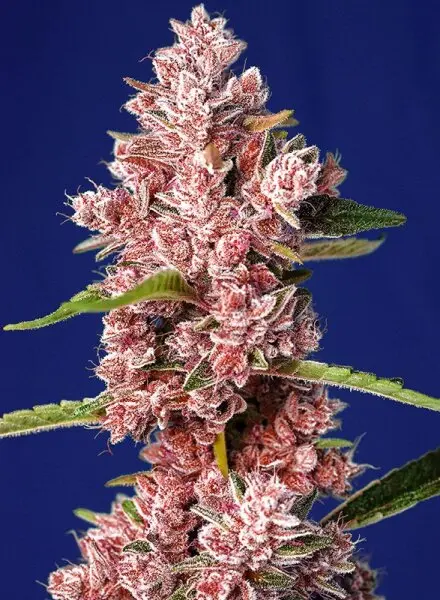 Sweet Seeds - Tropicanna Poison F1 Fast Version® - 3+1 Stk feminisiert
