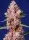 Sweet Seeds - Tropicanna Poison F1 Fast Version® - 3+1 Stk feminisiert