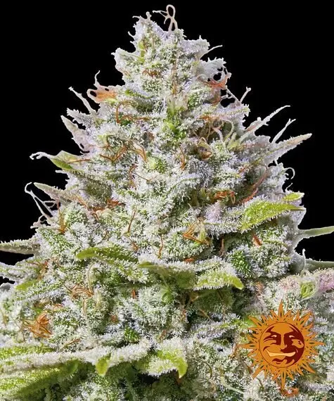 blue-gelato-41-feminisierte-cannabissamen-barneys-farm-3-stk