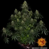Barneys Farm - Blue Gelato 41 - 3 Stk feminisiert
