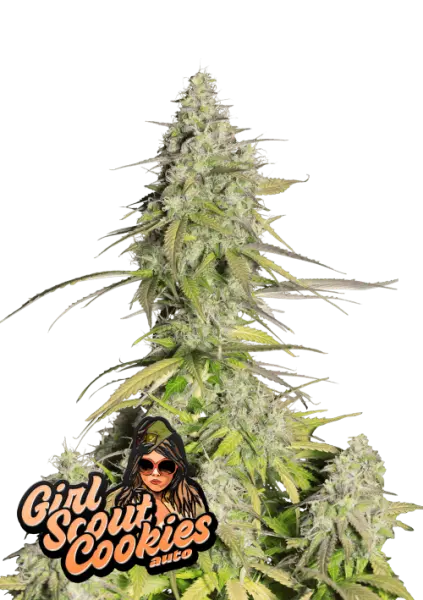 420 Fast Buds - Girl Scout Cookies Auto - 3 Stk feminisiert