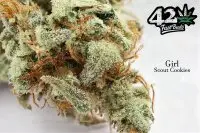 420 Fast Buds - Girl Scout Cookies Auto - 3 Stk feminisiert