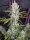 420 Fast Buds - Girl Scout Cookies Auto - 3 Stk feminisiert
