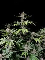 420 Fast Buds - Cherry Cola Auto - 3 Stk feminisiert