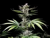 420 Fast Buds - Cherry Cola Auto - 3 Stk feminisiert