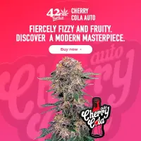 420 Fast Buds - Cherry Cola Auto - 3 Stk feminisiert