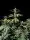 420 Fast Buds - Cherry Cola Auto - 3 Stk feminisiert