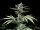 420 Fast Buds - Cherry Cola Auto - 3 Stk feminisiert