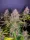 420 Fast Buds - Lsd-25 Auto - 3 Stk feminisiert