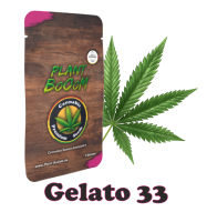 plant-booom-gelato-33-cannabis-samen-im-3er-pack