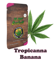 plant-booom-tropicanna-banana-cannabis-samen-im-3er-pack