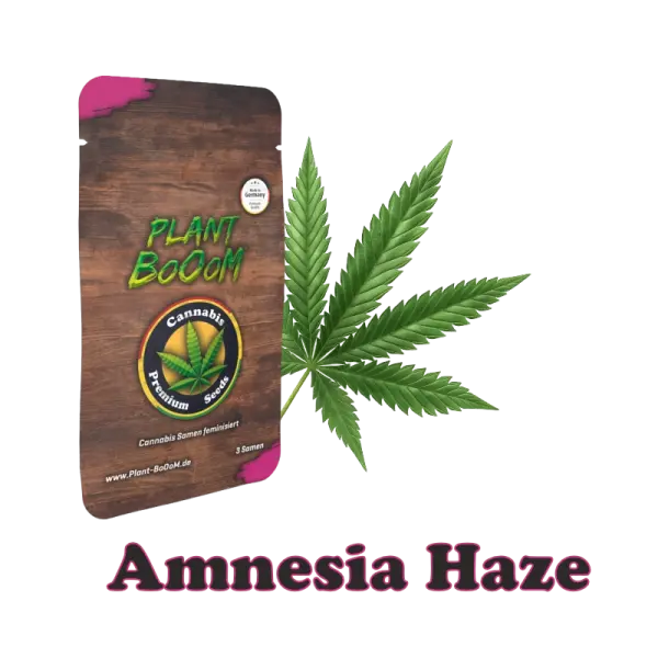 plant-booom-amnesia-haze-cannabis-samen-im-3er-pack