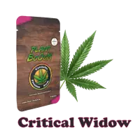 plant-booom-critical-widow-cannabis-samen-im-3er-pack