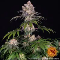 Barneys Farm - Ice Cream Cake - 3 Stk feminisiert
