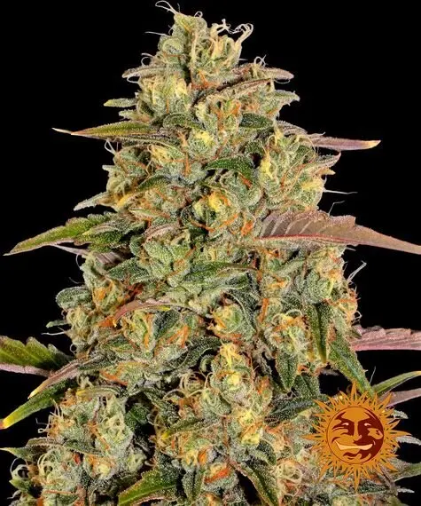 Barneys Farm - Amnesia Lemon - 3 Stk feminisiert