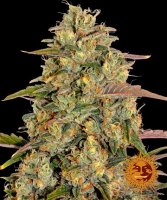 Barneys Farm - Amnesia Lemon - 3 Stk feminisiert