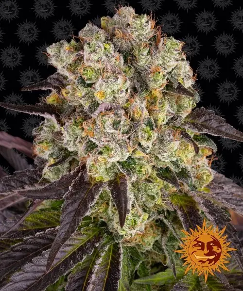 purple-punch-x-lemon-drizzle-feminisierte-cannabissamen-barneys-farm-3stk