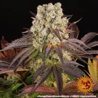 Barneys Farm - Purple Punch X Lemon Drizzle - 3 Stk feminisiert