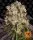 purple-punch-x-lemon-drizzle-feminisierte-cannabissamen-barneys-farm-3stk