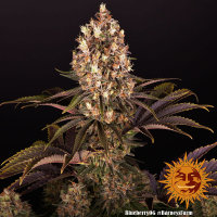 Barneys Farm - Blueberry OG - 3 Stk feminisiert