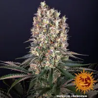 Barneys Farm - Blueberry OG - 3 Stk feminisiert
