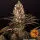 blueberry-og-feminisierte-cannabissamen-barneys-farm-3stk