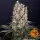 Barneys Farm - Blueberry OG - 3 Stk feminisiert