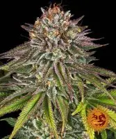 critical-kush-feminisierte-cannabissamen-barneys-farm-3stk