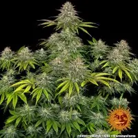 Barneys Farm - Critical Kush - 3 Stk feminisiert